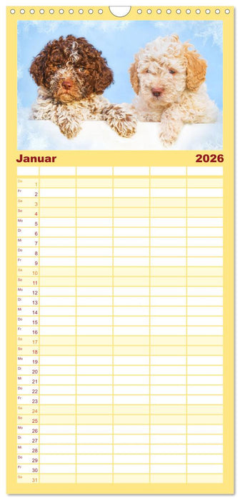 Lagotto Romagnolo - der Trüffelhund Italiens (CALVENDO Familienplaner 2026)