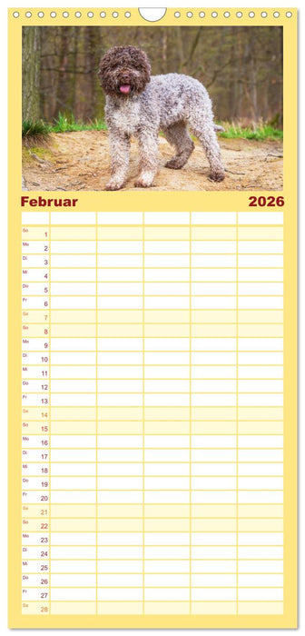 Lagotto Romagnolo - der Trüffelhund Italiens (CALVENDO Familienplaner 2026)