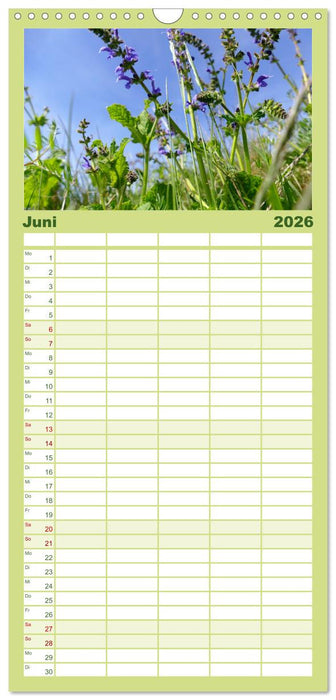 Garten von unten. Ein Perspektivwechsel (CALVENDO Familienplaner 2026)