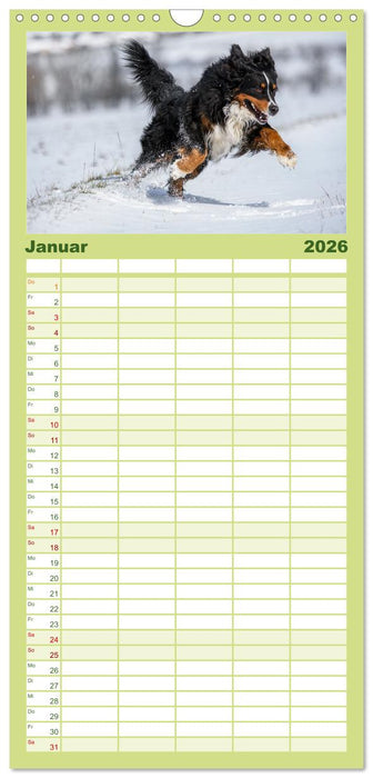 Berner Sennenhunde - Traumhunde mit Charme (CALVENDO Familienplaner 2026)