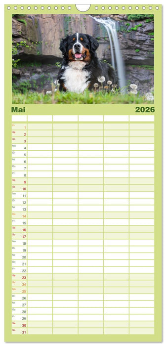Berner Sennenhunde - Traumhunde mit Charme (CALVENDO Familienplaner 2026)
