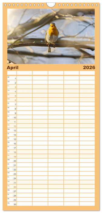 Zauberhafte Rotkehlchen (CALVENDO Familienplaner 2026)