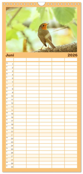 Zauberhafte Rotkehlchen (CALVENDO Familienplaner 2026)