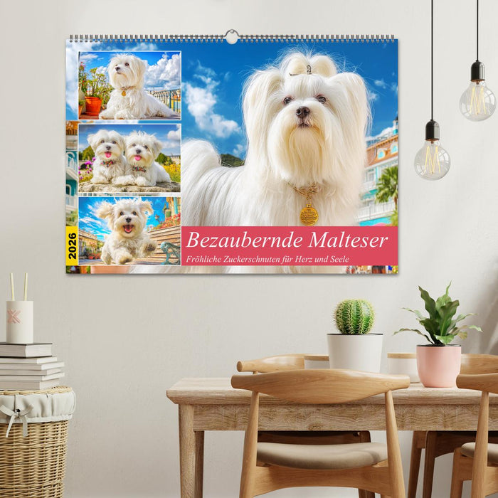 Bezaubernde Malteser. Fröhliche Zuckerschnuten für Herz und Seele (CALVENDO Wandkalender 2026)