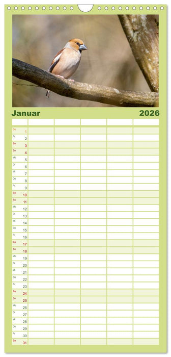 Der Kernbeißer und seine gefiederten Gesellen (CALVENDO Familienplaner 2026)