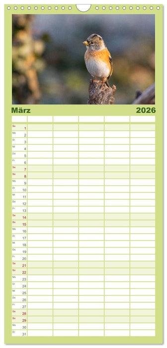 Der Kernbeißer und seine gefiederten Gesellen (CALVENDO Familienplaner 2026)