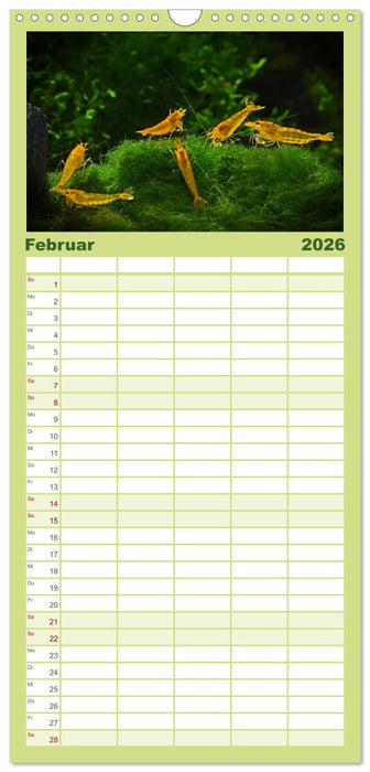Dwarf Shrimps (CALVENDO Familienplaner 2026)