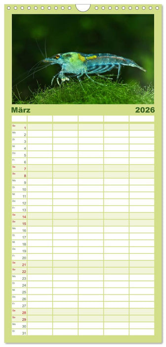 Dwarf Shrimps (CALVENDO Familienplaner 2026)