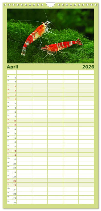 Dwarf Shrimps (CALVENDO Familienplaner 2026)