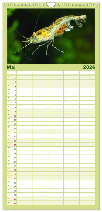 Dwarf Shrimps (CALVENDO Familienplaner 2026)