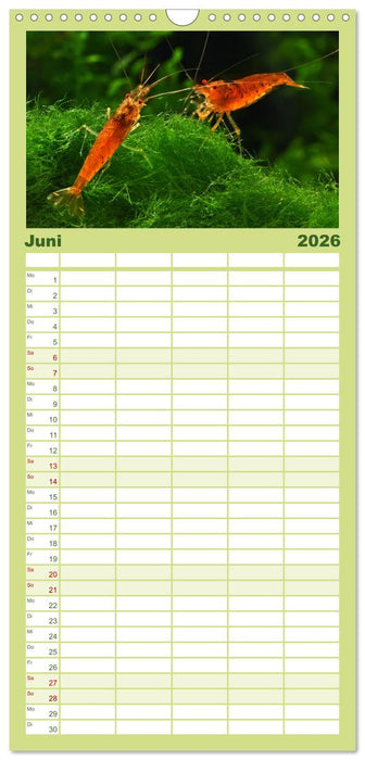 Dwarf Shrimps (CALVENDO Familienplaner 2026)