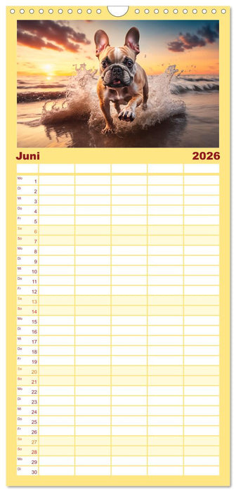 Französische Bulldoggen (CALVENDO Familienplaner 2026)