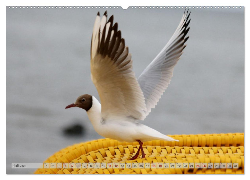 Cuxland, Urlaubsglück zwischen Nordsee und Elbe (CALVENDO Premium Wandkalender 2026)