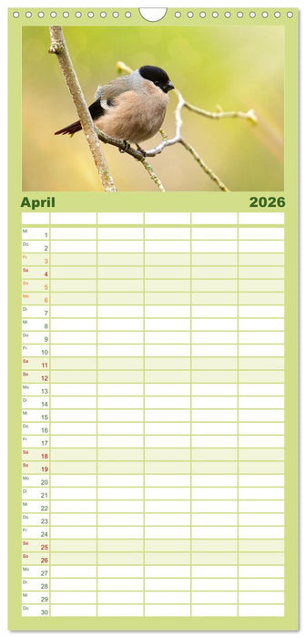 Finkenparade (CALVENDO Familienplaner 2026)