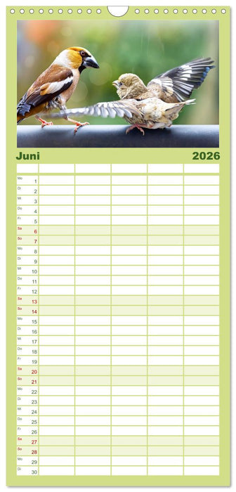 Finkenparade (CALVENDO Familienplaner 2026)