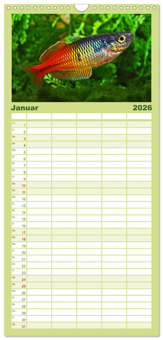 Beliebte Fische der Welt (CALVENDO Familienplaner 2026)