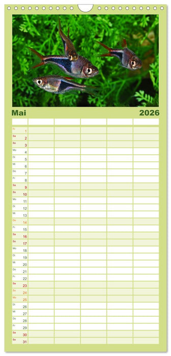 Beliebte Fische der Welt (CALVENDO Familienplaner 2026)