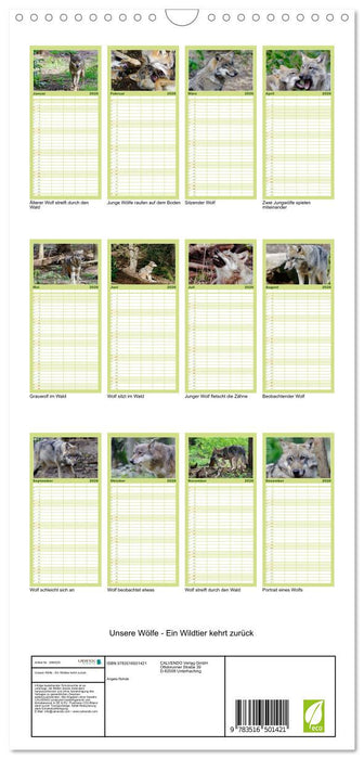 Unsere Wölfe - Ein Wildtier kehrt zurück (CALVENDO Familienplaner 2026)