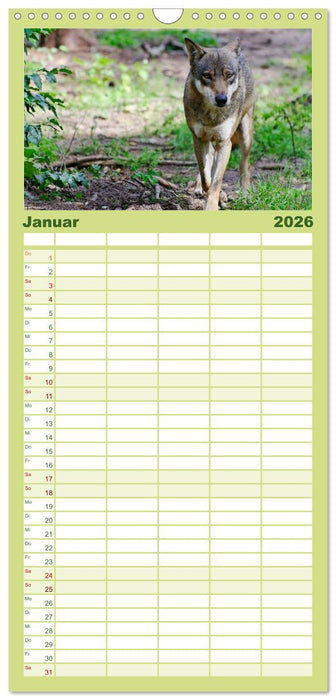 Unsere Wölfe - Ein Wildtier kehrt zurück (CALVENDO Familienplaner 2026)