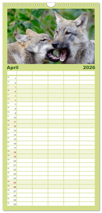 Unsere Wölfe - Ein Wildtier kehrt zurück (CALVENDO Familienplaner 2026)