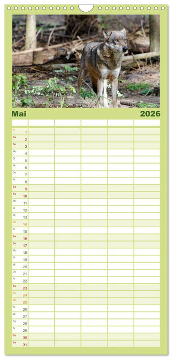 Unsere Wölfe - Ein Wildtier kehrt zurück (CALVENDO Familienplaner 2026)