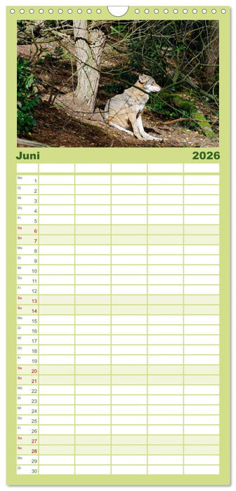 Unsere Wölfe - Ein Wildtier kehrt zurück (CALVENDO Familienplaner 2026)