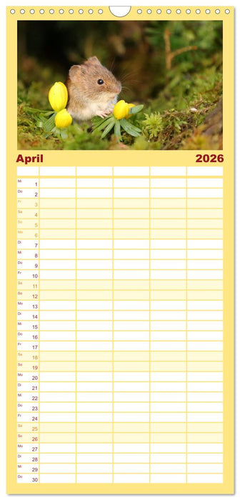 Die Rötelmaus - neugierig und verfressen (CALVENDO Familienplaner 2026)