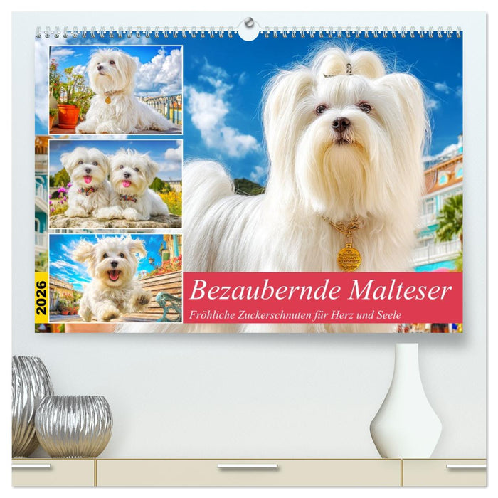 Bezaubernde Malteser. Fröhliche Zuckerschnuten für Herz und Seele (CALVENDO Premium Wandkalender 2026)