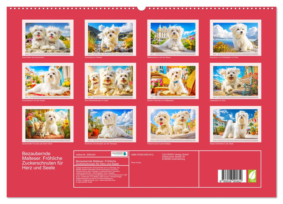 Bezaubernde Malteser. Fröhliche Zuckerschnuten für Herz und Seele (CALVENDO Premium Wandkalender 2026)