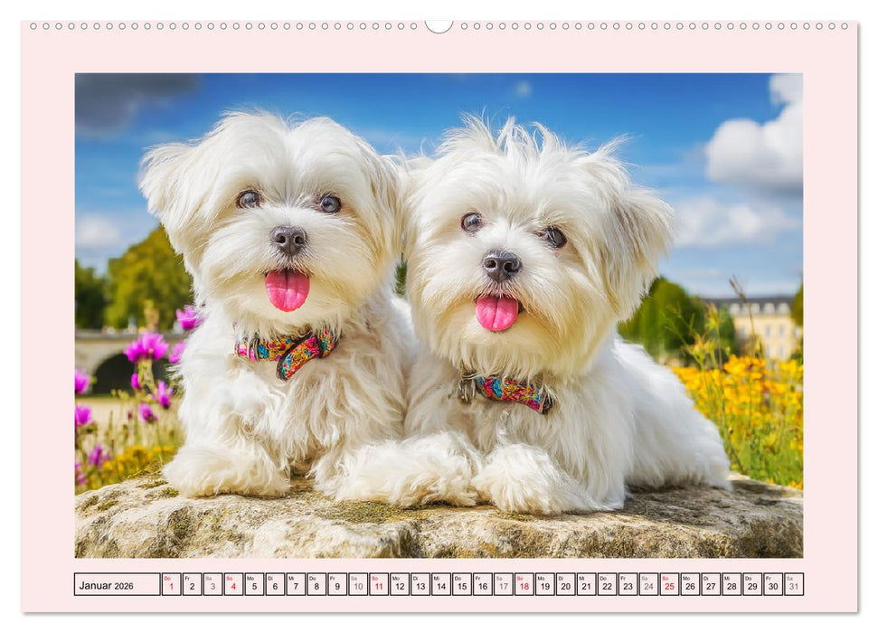 Bezaubernde Malteser. Fröhliche Zuckerschnuten für Herz und Seele (CALVENDO Premium Wandkalender 2026)