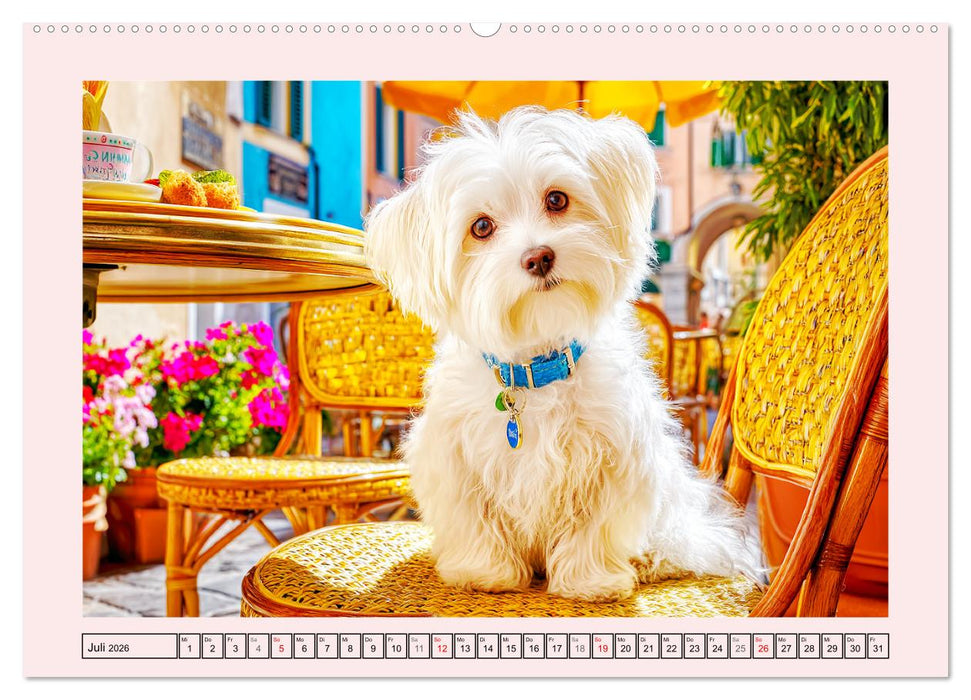 Bezaubernde Malteser. Fröhliche Zuckerschnuten für Herz und Seele (CALVENDO Premium Wandkalender 2026)