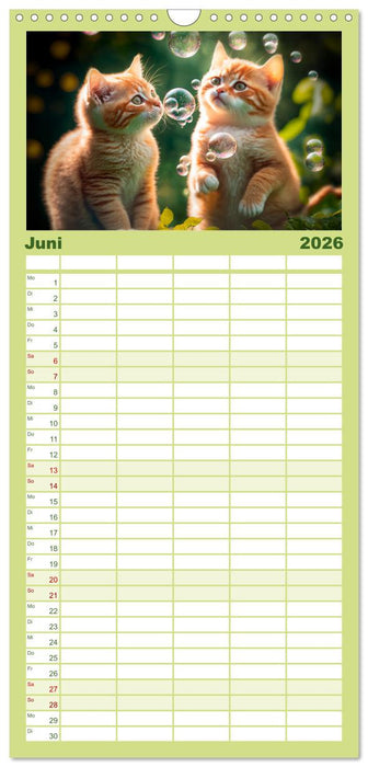 Katzen Freunde (CALVENDO Familienplaner 2026)