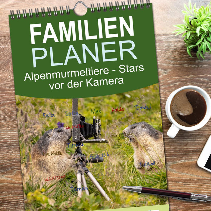 Alpenmurmeltiere - Stars vor der Kamera (CALVENDO Familienplaner 2026)