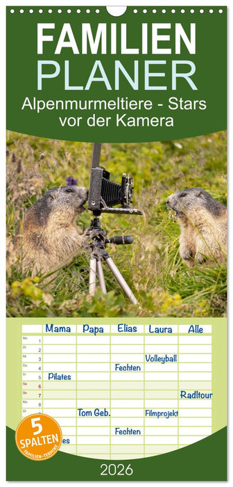 Alpenmurmeltiere - Stars vor der Kamera (CALVENDO Familienplaner 2026)