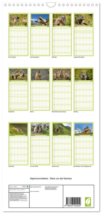 Alpenmurmeltiere - Stars vor der Kamera (CALVENDO Familienplaner 2026)