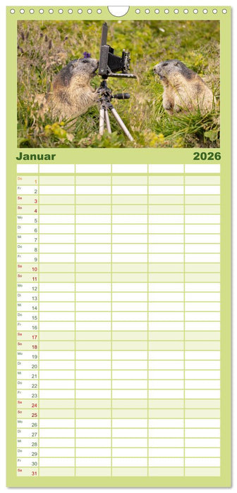 Alpenmurmeltiere - Stars vor der Kamera (CALVENDO Familienplaner 2026)