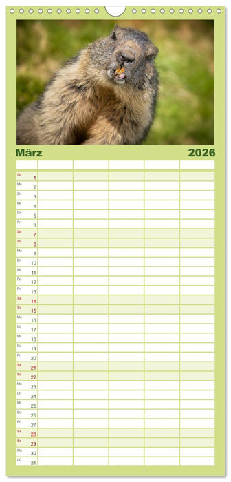 Alpenmurmeltiere - Stars vor der Kamera (CALVENDO Familienplaner 2026)
