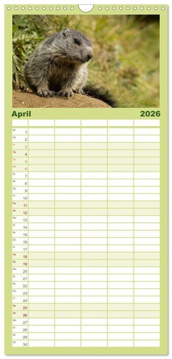 Alpenmurmeltiere - Stars vor der Kamera (CALVENDO Familienplaner 2026)