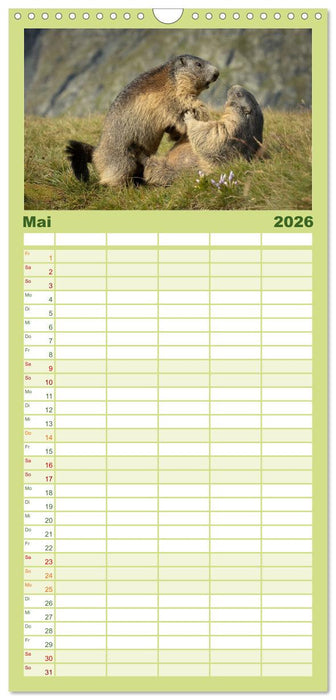 Alpenmurmeltiere - Stars vor der Kamera (CALVENDO Familienplaner 2026)
