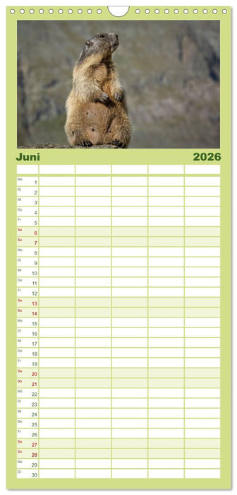 Alpenmurmeltiere - Stars vor der Kamera (CALVENDO Familienplaner 2026)