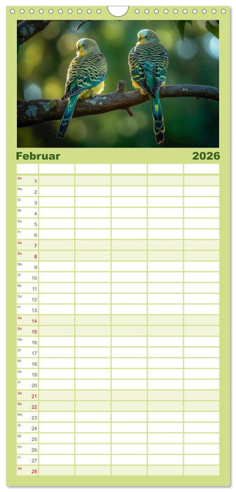 Wellensittiche farbenfroh und munter (CALVENDO Familienplaner 2026)