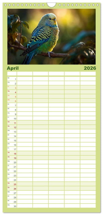 Wellensittiche farbenfroh und munter (CALVENDO Familienplaner 2026)
