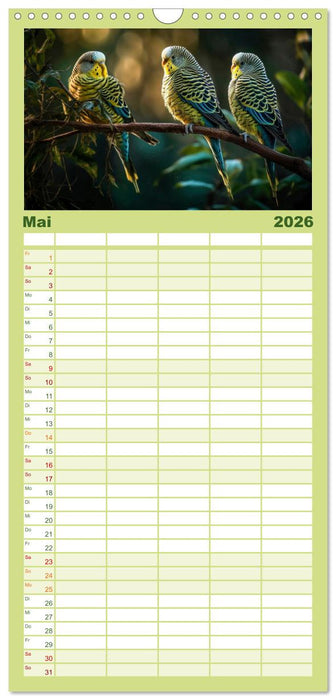 Wellensittiche farbenfroh und munter (CALVENDO Familienplaner 2026)