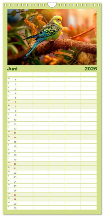 Wellensittiche farbenfroh und munter (CALVENDO Familienplaner 2026)