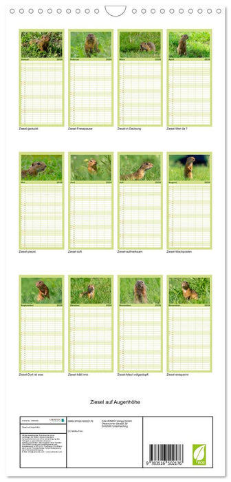 Ziesel auf Augenhöhe (CALVENDO Familienplaner 2026)