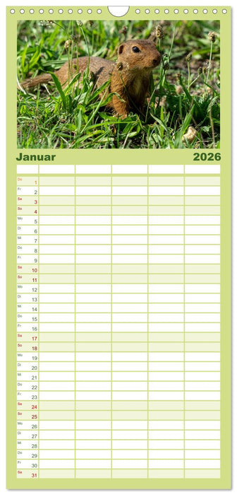 Ziesel auf Augenhöhe (CALVENDO Familienplaner 2026)