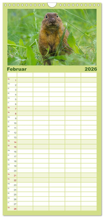 Ziesel auf Augenhöhe (CALVENDO Familienplaner 2026)