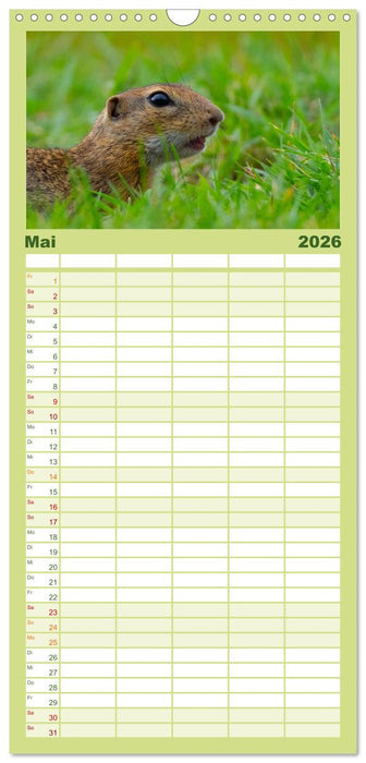 Ziesel auf Augenhöhe (CALVENDO Familienplaner 2026)