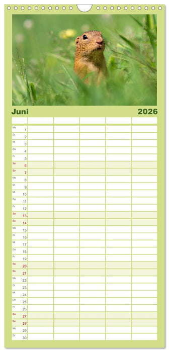 Ziesel auf Augenhöhe (CALVENDO Familienplaner 2026)