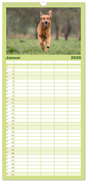 Fröhliche Hunde (CALVENDO Familienplaner 2026)